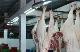 Thịt lợn nhiễm sán gạo tại Bảo Thắng (Lào Cai) là tin thất thiệt