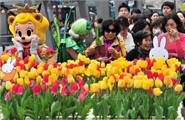 Hàn Quốc chuẩn bị hơn 1 triệu bông hoa Tulip cho lễ hội