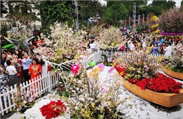 Quan hệ Việt Nam - Nhật Bản - Bài 1: Ấn tượng Lễ hội hoa anh đào Hà Nội
