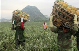 Dứa gai xuống giá, nông dân đứng trước nguy cơ vỡ nợ