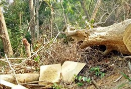 Khởi tố 7 đối tượng trong vụ phá rừng ở Vườn Quốc gia Phong Nha - Kẻ Bàng