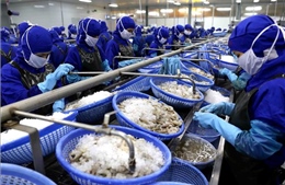 Hoa Kỳ tiếp tục áp thuế chống bán phá giá với tôm nước ấm nhập khẩu từ Việt Nam
