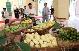 Việt Nam xuất khẩu lô xoài đầu tiên sang thị trường Mỹ