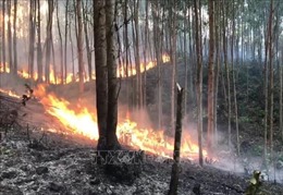 Cháy rừng ở Thừa Thiên - Huế: Căng thẳng cấp điện ở miền Nam