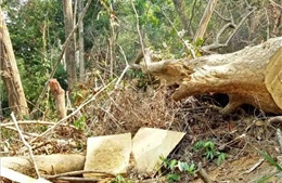 Bắt tạm giam nhân viên Ban Quản lý rừng phòng hộ Đại Ninh, Lâm Đồng