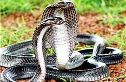 Bán 39 con rắn hổ mang chúa với giá 700.000 đồng/kg và cái kết
