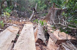 Hơn 50 m3 gỗ bị đốn hạ tại khu vực rừng giáp ranh tại Gia Lai