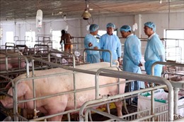 Xuất hiện dịch bệnh tả lợn châu Phi tại Ninh Thuận