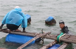 Ứng phó với bão số 5: Người dân Phú Yên gia cố lồng, bè nuôi trồng thủy sản