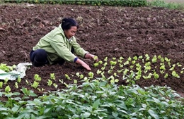 10 năm nông thôn mới: Hiệu quả từ tái cơ cấu nông nghiệp