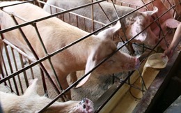 Chấm dứt các dự án chăn nuôi lợn không chấp hành quy định bảo vệ môi trường