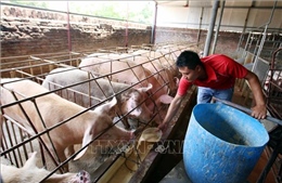 Ngành chăn nuôi: Tái cơ cấu phải trở thành mệnh lệnh