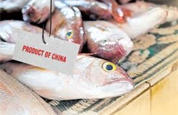 Indonesia hạn chế nhập khẩu cá tươi sống từ Trung Quốc