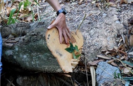 Bắt quả tang ba đối tượng cưa hạ hàng loạt cây rừng tại Đà Lạt