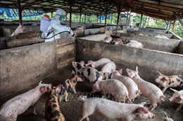 Lợn chết hàng loạt tại Bali do dịch bệnh lạ