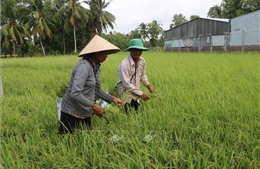 Hơn 50.000 ha lúa Đông Xuân của Trà Vinh thiếu nước ngọt