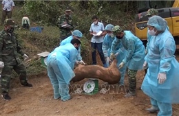 Lợi dụng đường mòn, lối mở để nhập lậu lợn từ Lào về Việt Nam