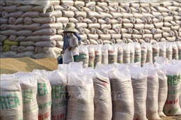 Thủ tướng cho phép hoạt động xuất khẩu gạo trở lại bình thường từ ngày 1/5/2020