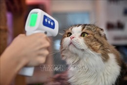 Cảnh báo nguy cơ lây nhiễm virus SARS-CoV-2 giữa mèo với mèo