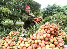 Thúc đẩy tiêu thụ hàng nông sản sang thị trường Trung Quốc