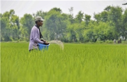Indonesia cải tạo đất than bùn thành đất canh tác lúa