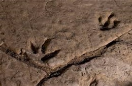 Tìm thấy dấu vết khủng long kỷ Jura ở Tây Nam Trung Quốc