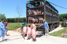 Lô hàng 500 con lợn sống đầu tiên nhập từ Thái Lan đã về đến Nghệ An