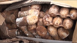 Phát hiện hơn 60 quả đạn cối M79 còn nguyên kíp nổ khi đào móng tại nhà dân