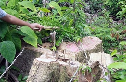 Vụ mở đường phá rừng giáp ranh tại Phú Yên: Quy mô thực tế lớn hơn so với báo cáo