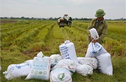 Gần 4.500 ha lúa Mùa tại Nam Định bị ảnh hưởng bởi mưa bão