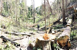 Bạch tùng hàng trăm năm tuổi bị khai thác trái phép bừa bãi trong rừng tự nhiên