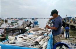 Bán cá &#39;chạy bão&#39; tại Khánh Hòa