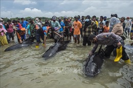 Hàng chục con cá voi chết do mắc cạn tại Indonesia