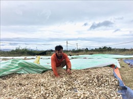 Năng suất giảm vì thời tiết gây thiệt hại cho người trồng tỏi Khánh Hòa