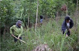 Lai Châu dự kiến trồng hơn 1.600 ha rừng trong năm 2021