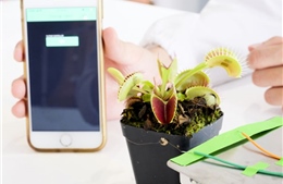Singapore chế tạo robot thực vật có thể nhặt được những vật thể mỏng