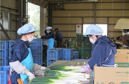 Khắc phục tình trạng thiếu hụt lao động tại Nhật Bản do COVID-19