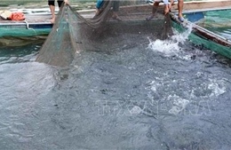 Sẽ nuôi cá nước ngọt tại hồ chứa nước bô xít Bảo Lộc