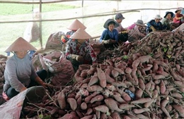 Trung Quốc đồng ý xem xét mở cửa cho sản phẩm khoai lang Việt Nam