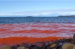 Thủy triều đỏ gây hại cho hoạt động nuôi trồng thủy sản