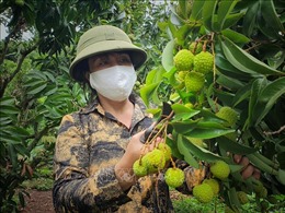 Quảng Ninh hỗ trợ tiêu thụ 60 tấn vải thiều Bắc Giang trong mùa dịch