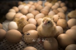 Pháp cam kết chấm dứt việc tiêu hủy gà trống con từ năm 2022