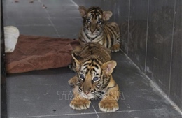 Thúc đẩy hoạt động bảo tồn hổ tại Việt Nam