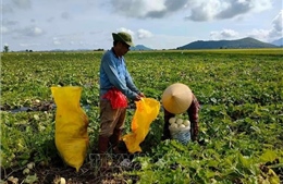 Nhiều giải pháp hỗ trợ nông dân tiêu thụ nông sản vùng Nam sông Hậu