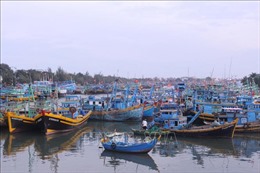 Tạm dừng khai thác hải sản tại một số phường, xã ở TP Phan Thiết