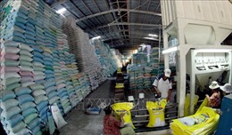 Cần Thơ: Triển khai kế hoạch tiếp nhận và phân bổ gạo từ nguồn dự trữ quốc gia