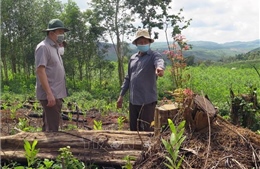 Chủ tịch UBND tỉnh Phú Yên kiểm tra hiện trường, chỉ đạo điều tra các vụ phá rừng