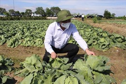 Bộ Nông nghiệp và Phát triển nông thôn kiểm tra sản xuất vụ Đông tại Hải Dương