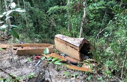 Củng cố hồ sơ khởi tố vụ án khai thác gần 85 m3 gỗ rừng ở Gia Lai