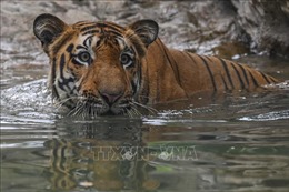 Ấn Độ: Bắt được con hổ đã giết hại 13 người